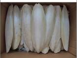 2023 Hot Sale Cuttlefish Bones Dried cuttlefish bone Cuttle fish bone - фото 1