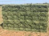 Alfalfa hay - photo 3