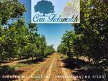 Chandler -Fernor Walnut Saplings (Tree) - photo 8