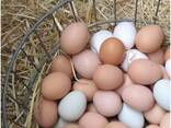 Fresh Table Chicken Eggs, Chicken eggs in Bulk, Fertilized Chicken Hatching Eggs - фото 3