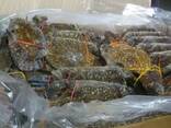 Frozen Dungeness Crab / Live Blue Swimming Crab For Sale/ Norway Red King Crabs - фото 1