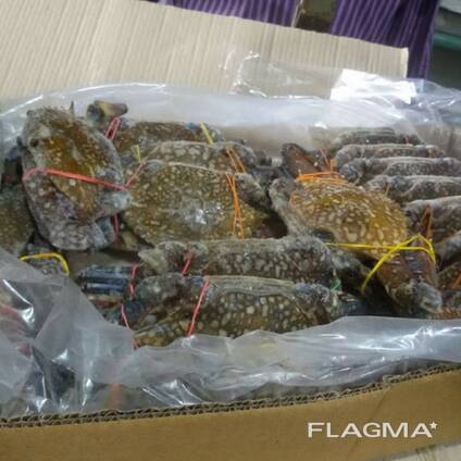 Frozen Dungeness Crab / Live Blue Swimming Crab For Sale/ Norway Red King Crabs