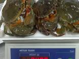 Frozen Dungeness Crab / Live Blue Swimming Crab For Sale/ Norway Red King Crabs - фото 1