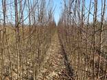 Fruit trees saplings - фото 5