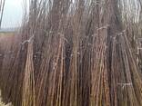 Fruit trees saplings - фото 6
