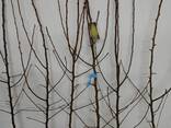 Fruit trees saplings - фото 11