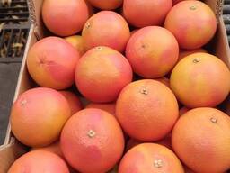 Грейпфрут STARRUBY