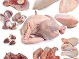 Halal Frozen Chicken, Thigh, Back quarter, Wings , Fillet IPBF , IQF, BF. Ukraine - фото 2