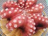 Мороженная рыба и морепродукты в Словению от производителя из КНР - photo 8