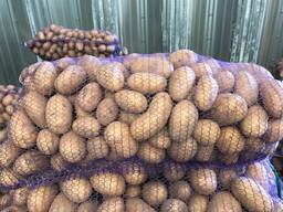 Poljski krompir: Vineta, Soraya, Queen Anne in drugi.