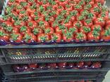 Помидор KOKTEYL - фото 3