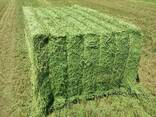 Alfalfa hay - фото 1