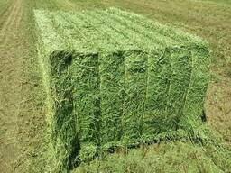 Top quality alfalfa hay