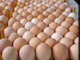 Top quality eggs for sale - photo 1