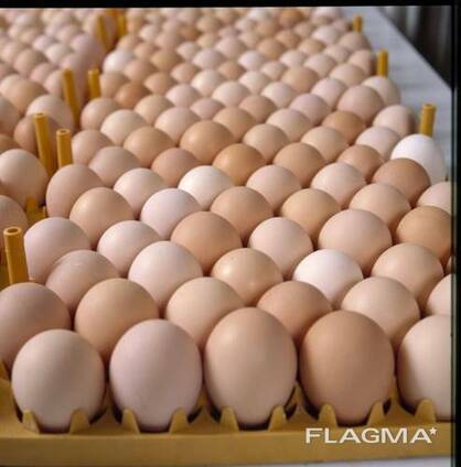 Top quality eggs for sale