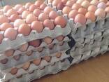 Top quality eggs for sale - photo 2