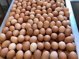 Top quality eggs for sale