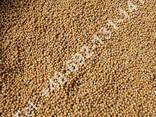 White mustard seed (Sinapis alba) - photo 2
